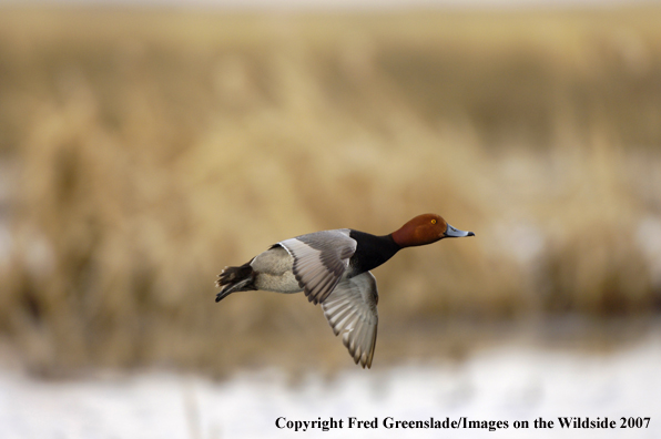 Redhead duck