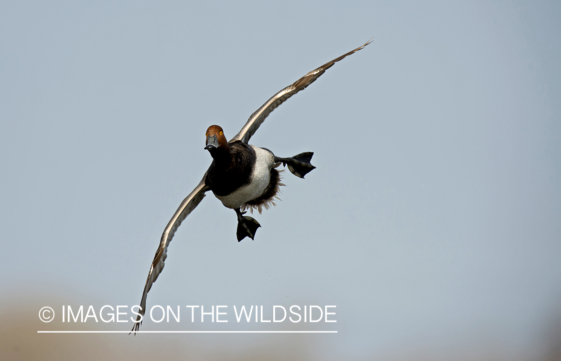 Redhead duck in flight.