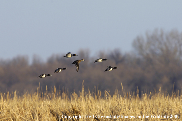 Ring-necked ducks in flight