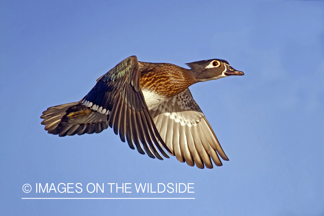 Wood duck hen in flight.