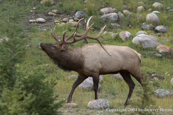 Rocky Mountain bull elk bugling.