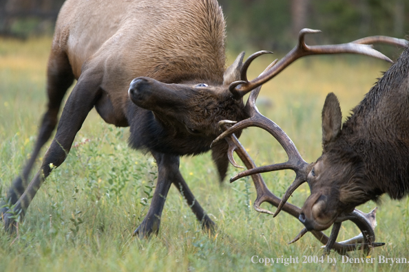 Rocky Mountain bull elk fighting.