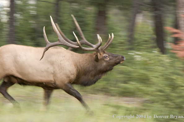 Rocky Mountain bull elk running.