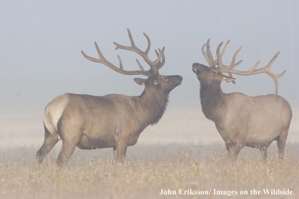 Bull elk in velvet.