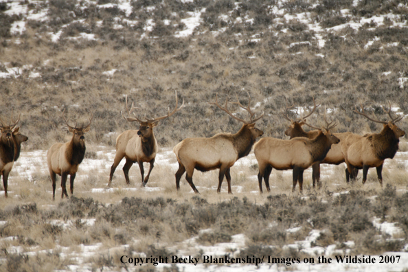 Rocky Mountian Bull Elk Herd