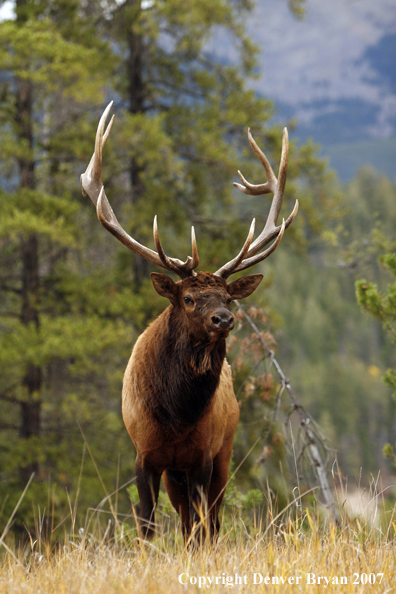 Rocky Mountain Elk 