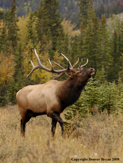 Rocky Mountain Elk 