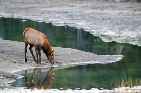 Cow elk calve