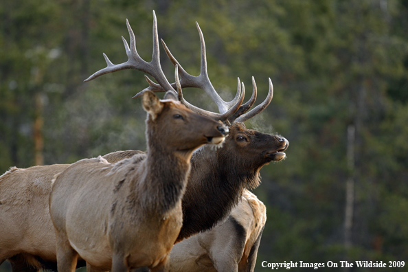 Cow and Bull Elk