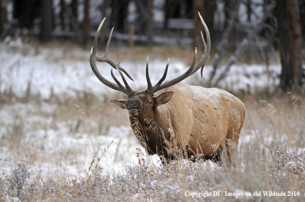 Rocky mountain elk in habitat.