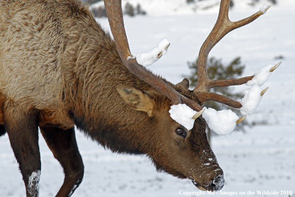 Rocky Mountain Bull Elk in habitat. 