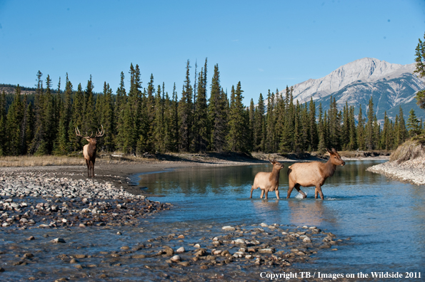 Elk in river. 