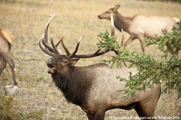 Rocky Mountain bull elk bugling. 