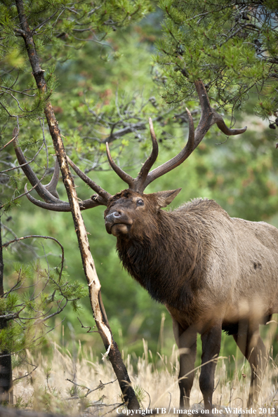 Bull elk rubbing branch. 