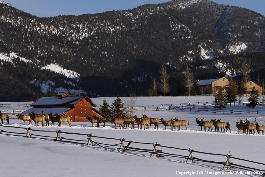 Elk in winter near urban area.