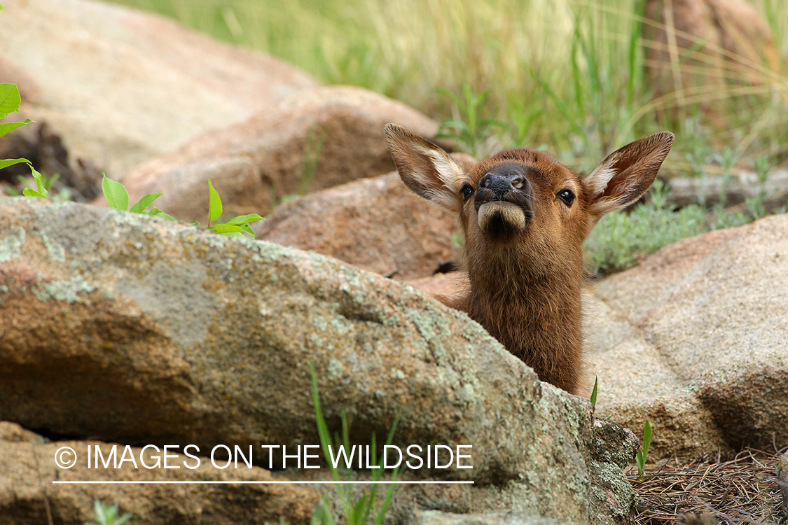 Rocky Mountain Elk calf in habitat. 