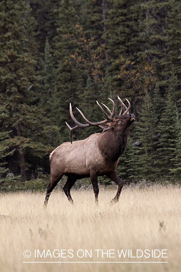 Rocky Mountain Bull Elk during the rut.