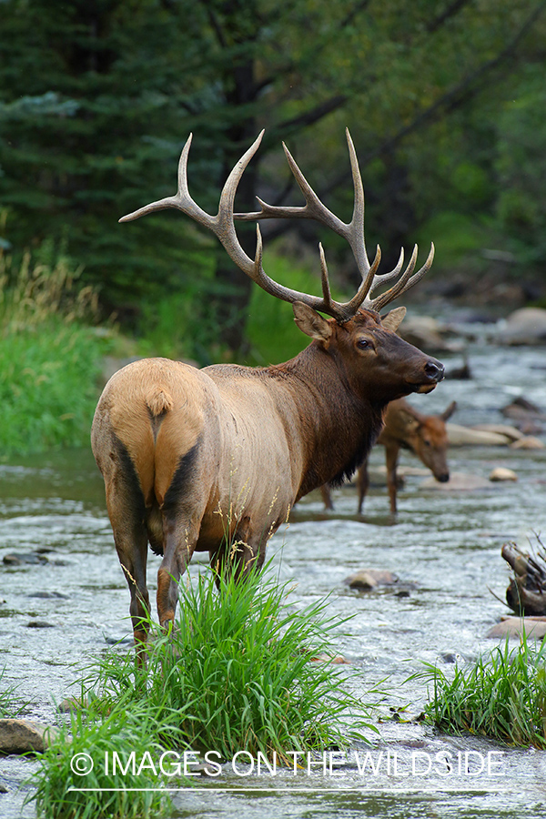 Rocky Mountain Bull Elk in habitat.