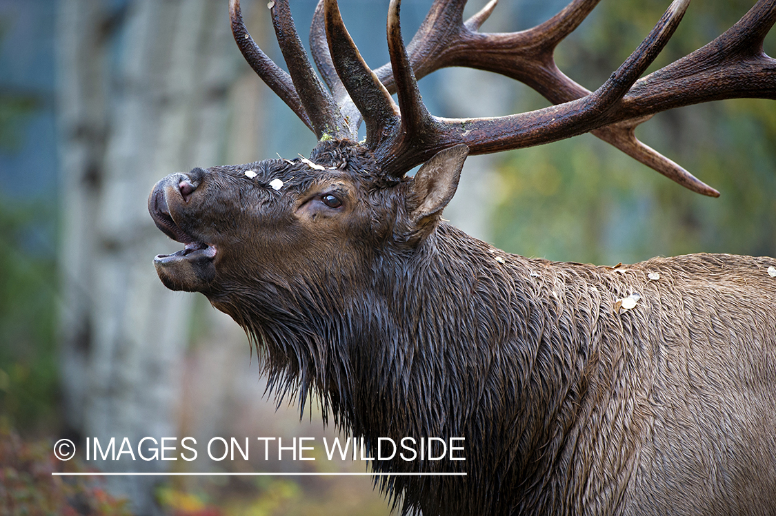 Bull elk bugling.