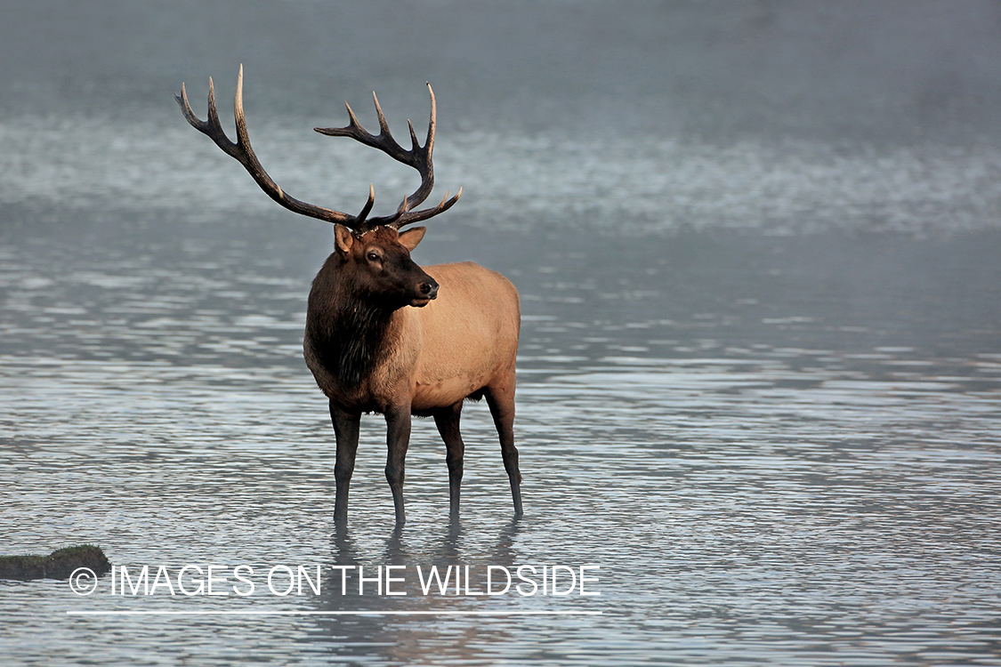 Bull elk standing in water.