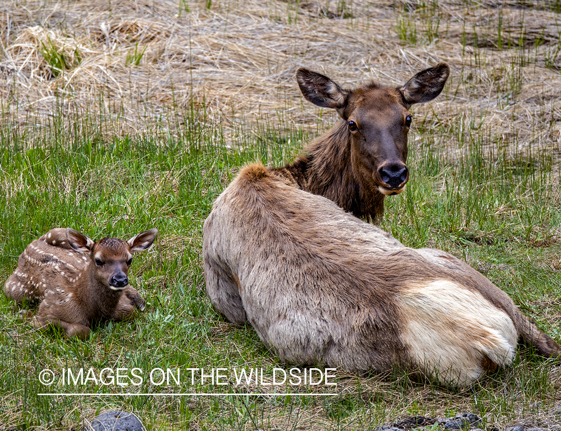 Cow elk with calf.