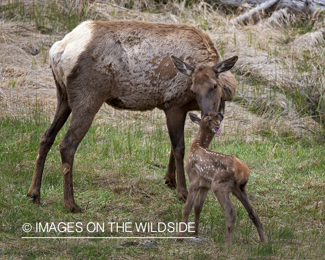 Cow elk with newborn calf.