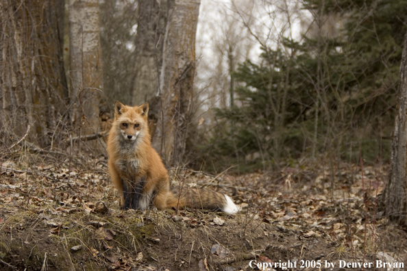 Red fox in habitat.