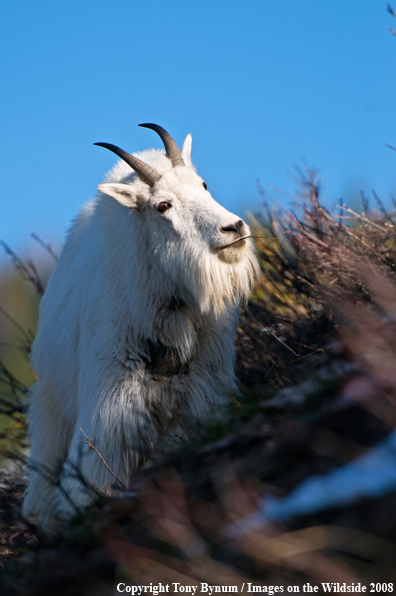 Billy Mountain Goat