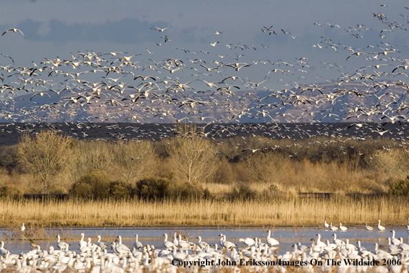 Snow geese in habitat.