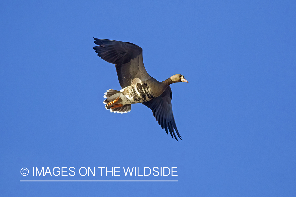 White-fronted goose in flight.