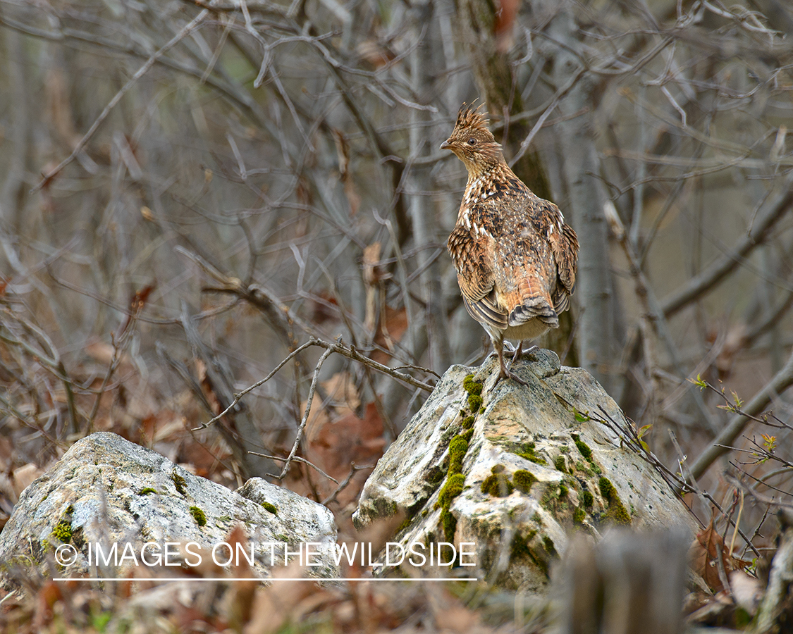 Ruffed Grouse.