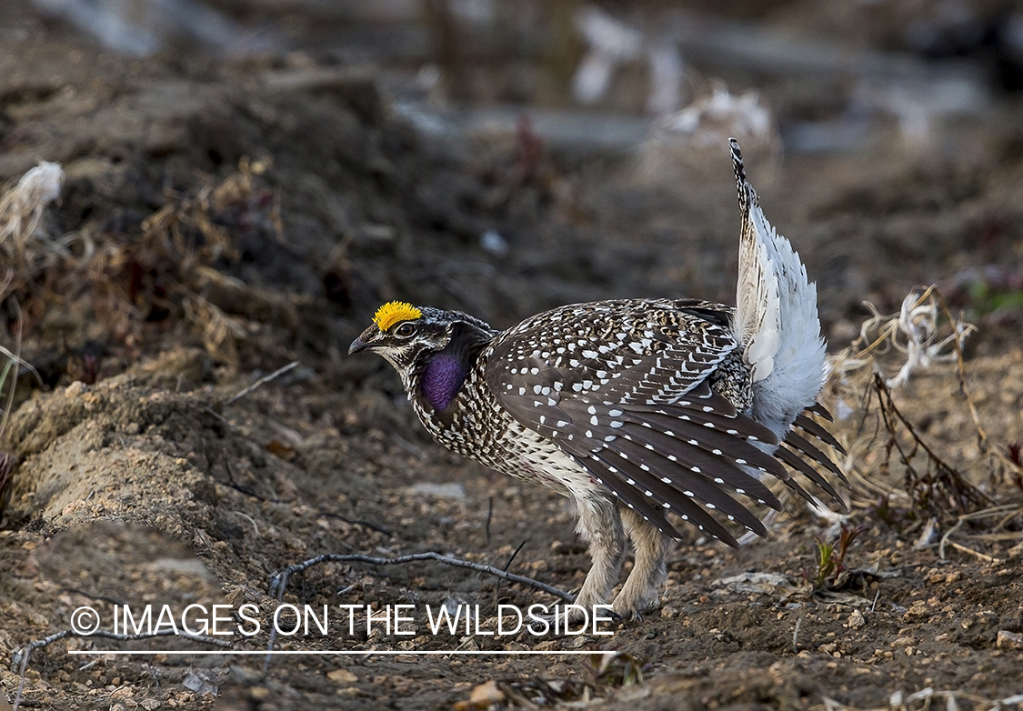 Sharp-tailed Grouse on leks in spring.