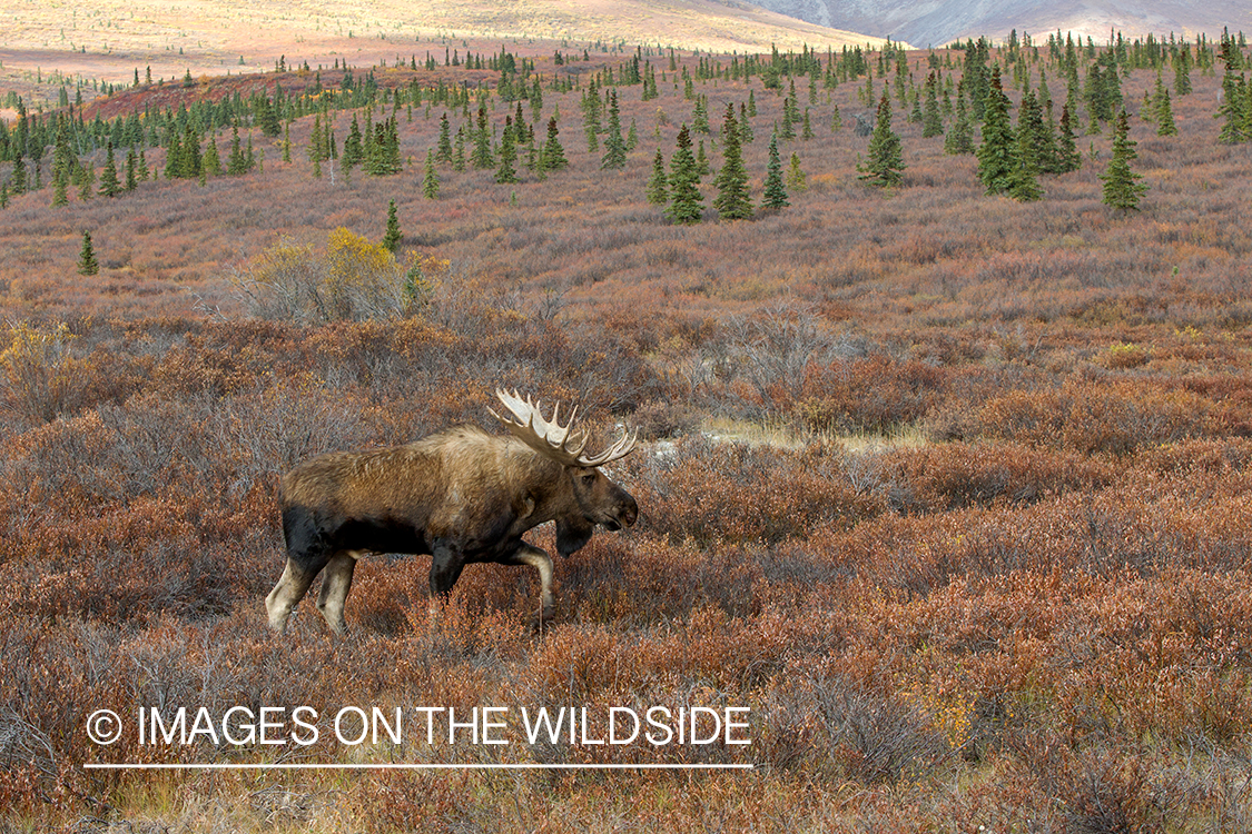 Alaskan bull moose in habitat.