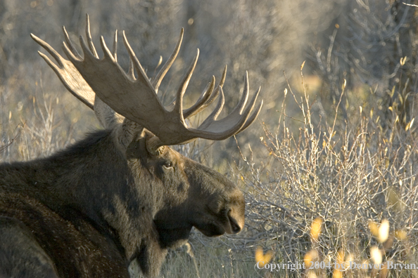 Shiras bull moose bedded down.