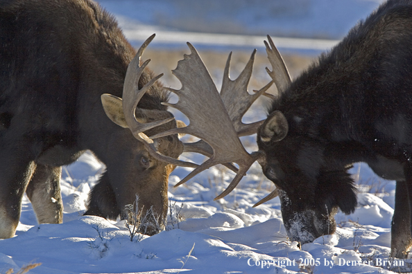 Shiras bull moose battling in habitat.