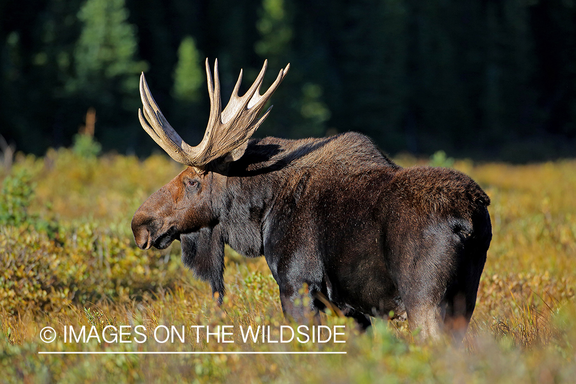 Bull moose in habitat.