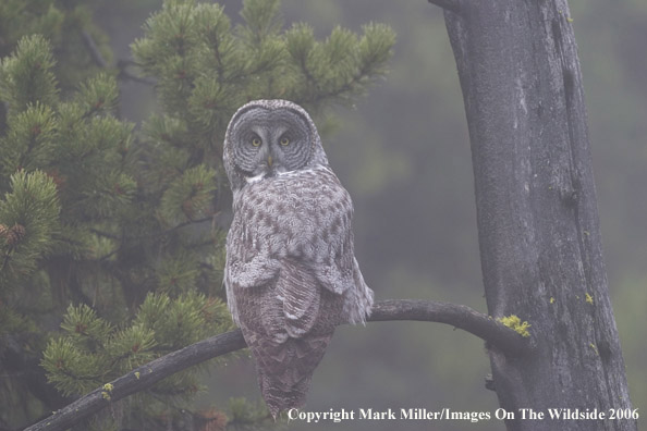 Great Grey Owl.