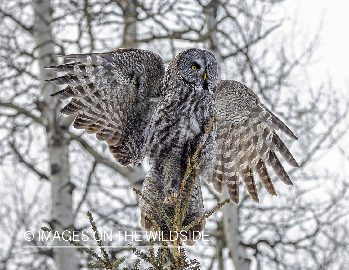 Great Grey Owl in habitat.