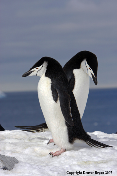 Chinstrap penguin in habitat