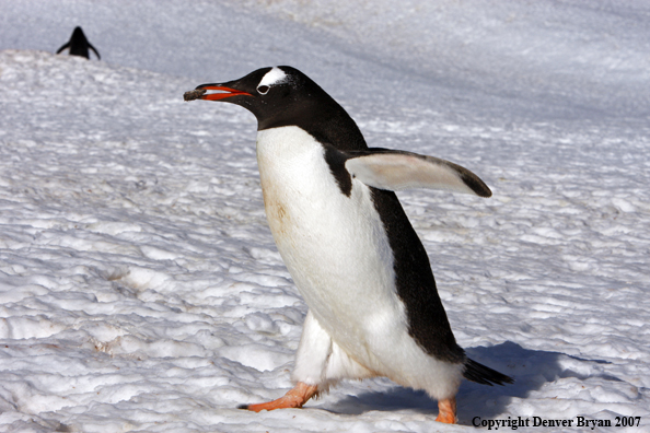 Gentoo Penguin in habitat