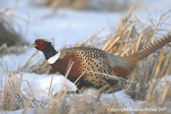 Ring-necked pheasant in habitat