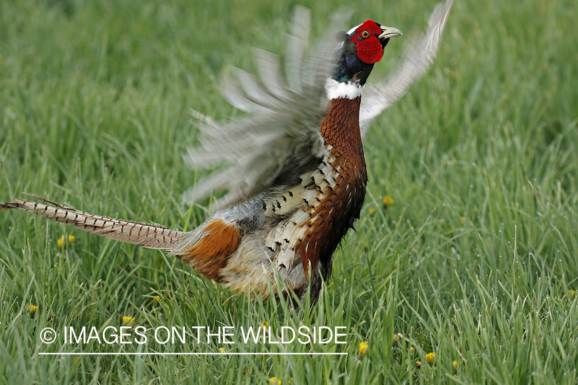 Ring-necked pheasant in grass.