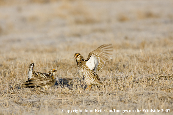 Greater Prairie Chickens in habitat.