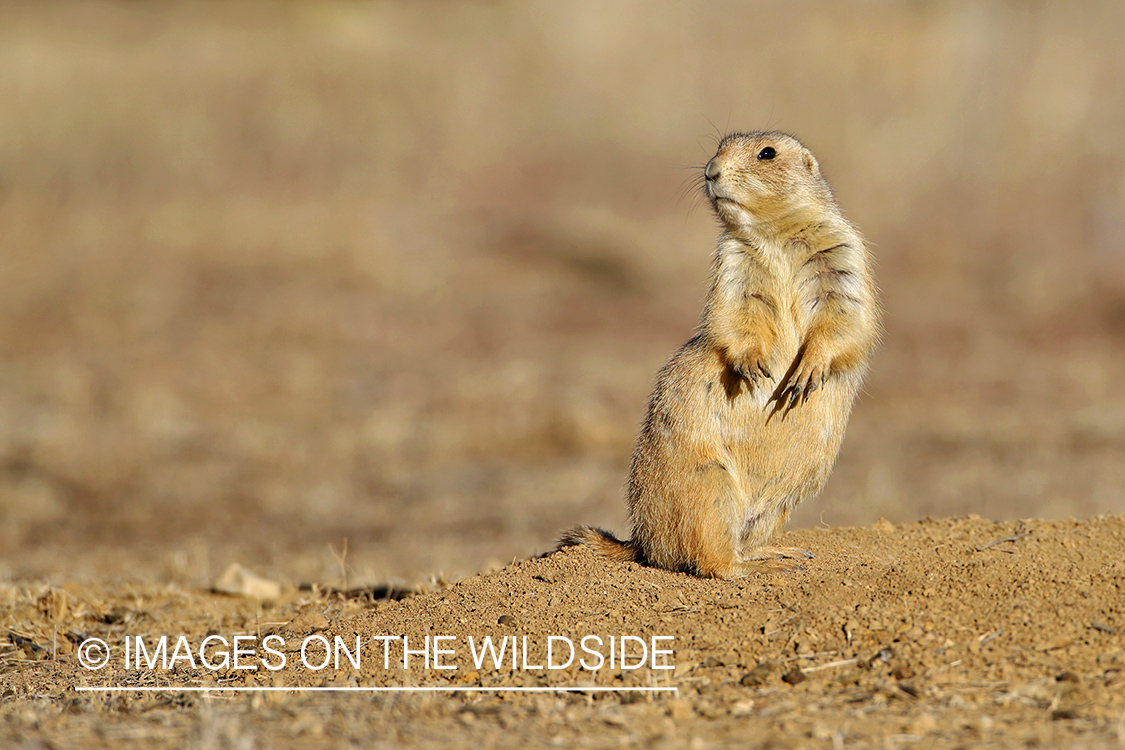 Prairie dog in habitat.