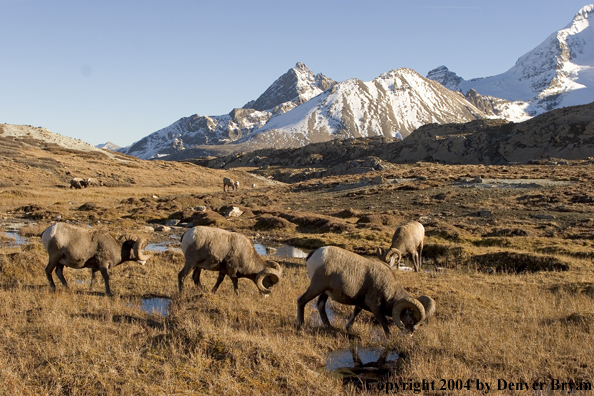 Herd of Rocky Mountain bighorn sheep (rams).