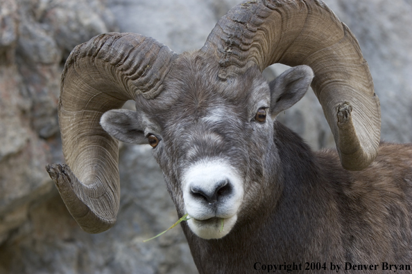 Rocky Mountain bighorn sheep (ram).