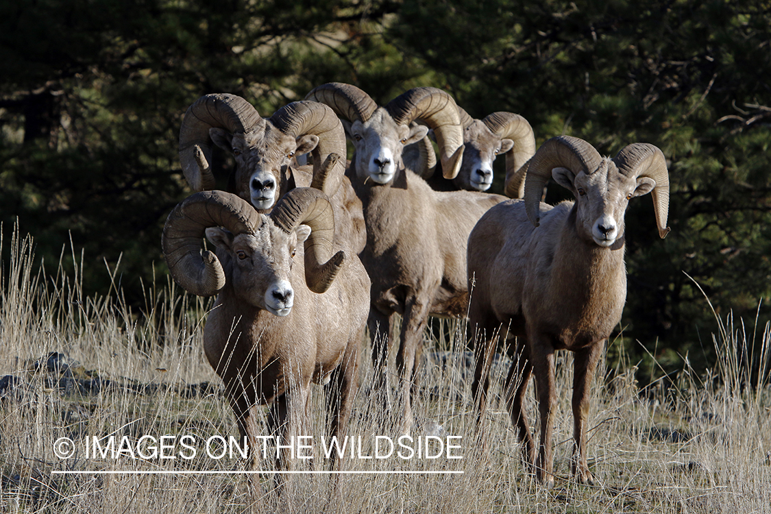 Rocky Mountain bighorn sheep in field.