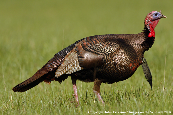 Eastern Wild Turkey