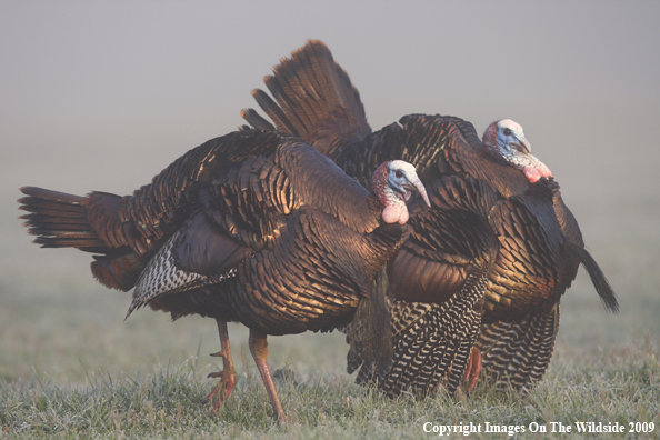 Eastern Wild Turkeys in habitat