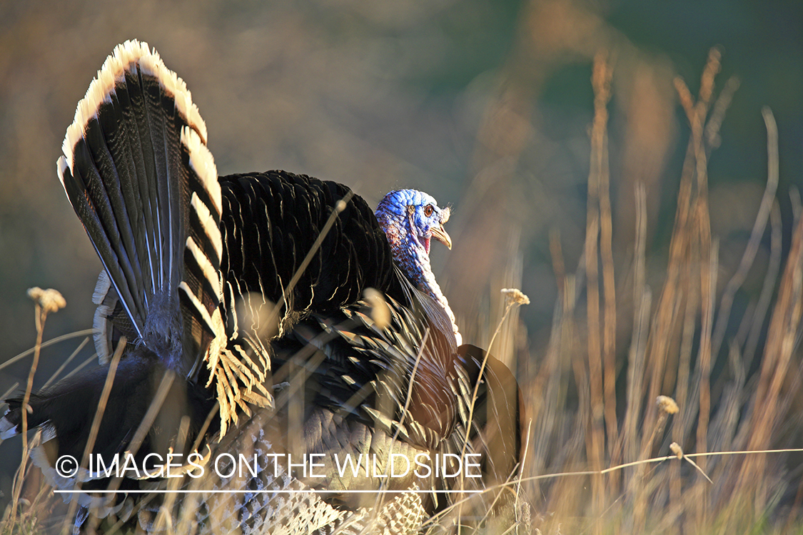 Male Merriam's turkey displaying in habitat.